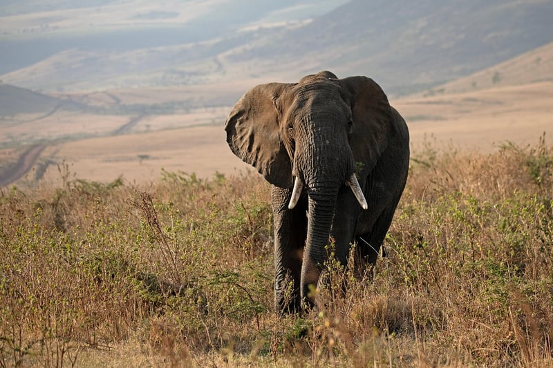 Safari in Serengeti, Tanzania